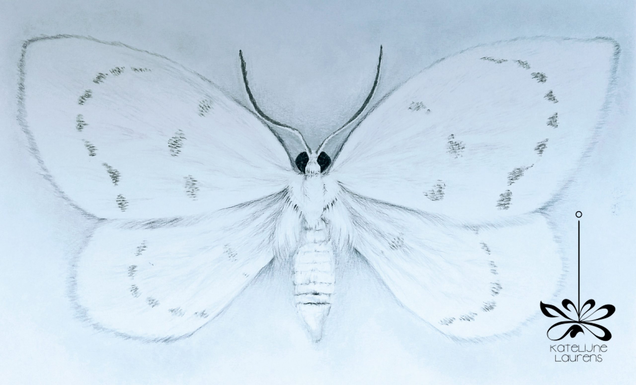 white-moth